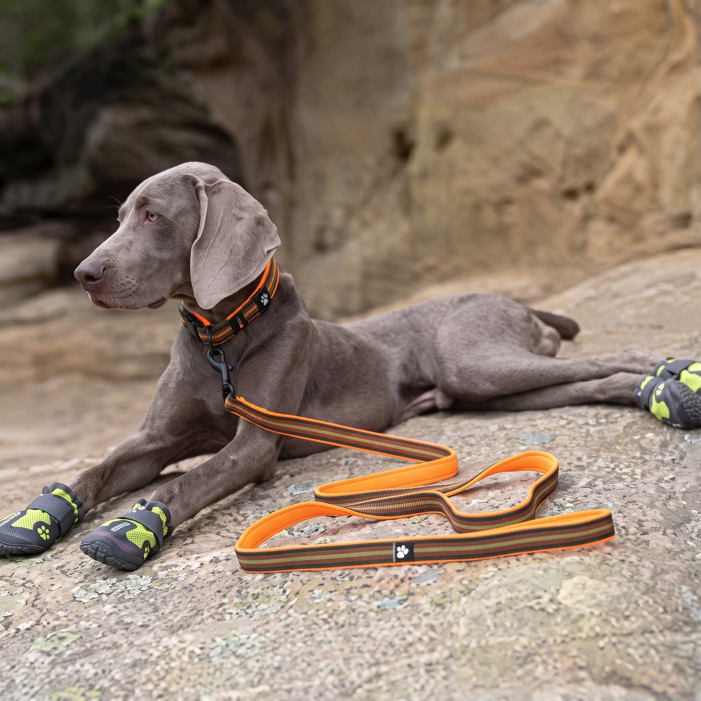 Truelove Soft Padded Mesh Dog Leash – Reflective & Durable