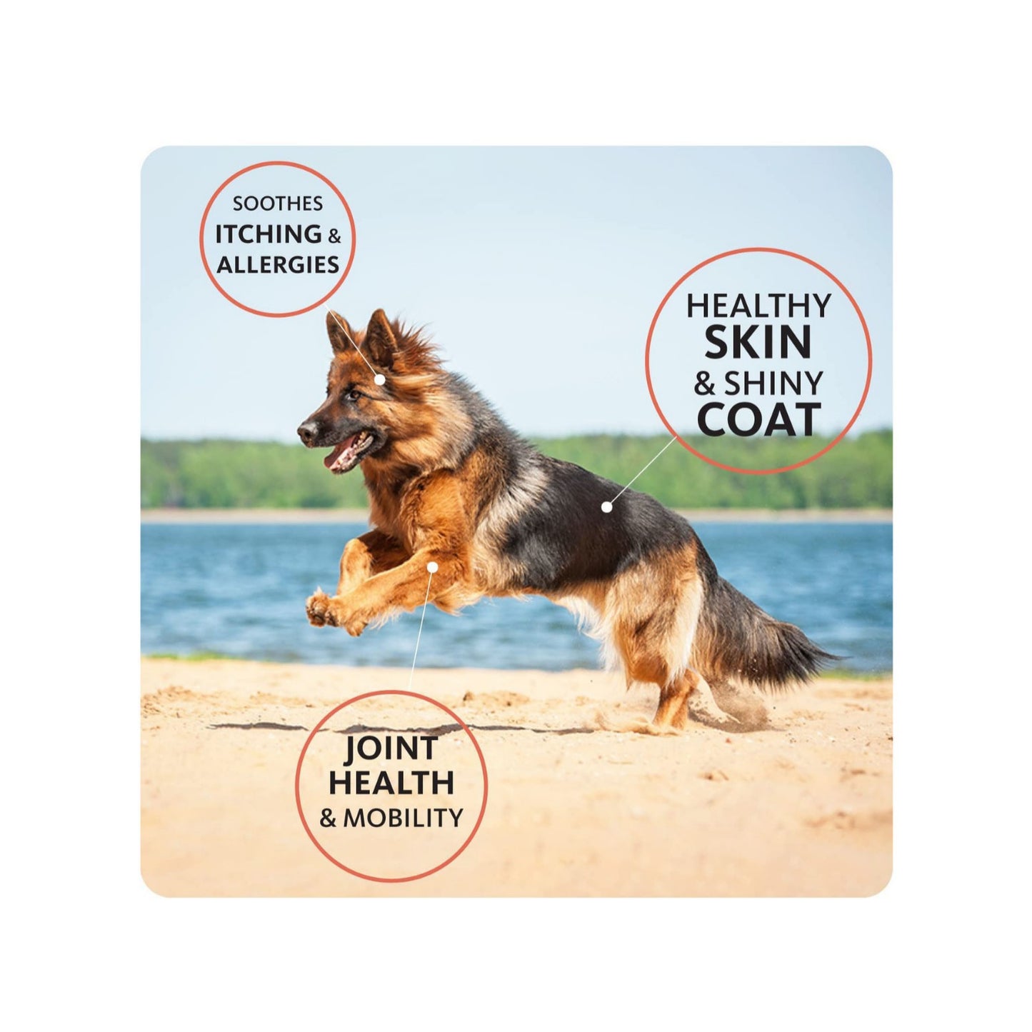 100% Pure Norwegian Salmon Oil for Dogs & Cats – Skin & Coat Supplement