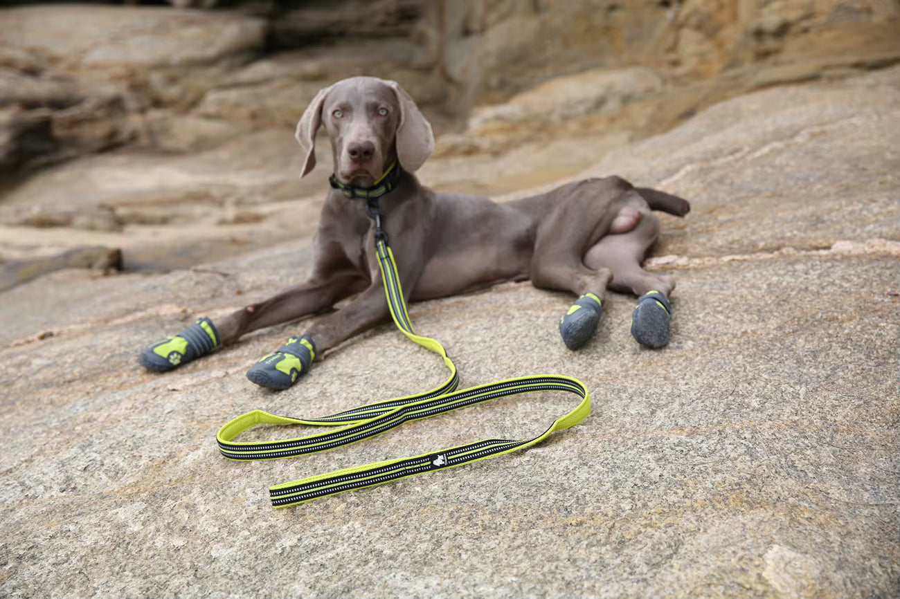 Truelove Soft Padded Mesh Dog Leash – Reflective & Durable