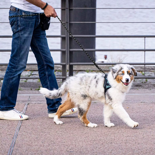 Heavy-Duty Padded Dog Leash