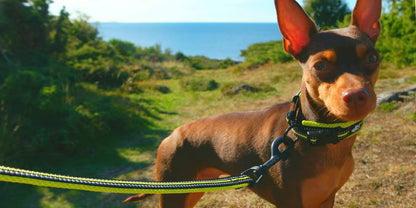Truelove Soft Padded Mesh Dog Leash – Reflective & Durable