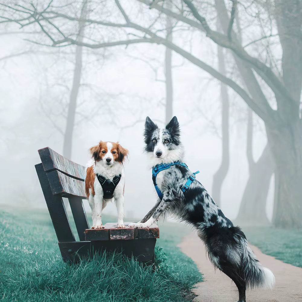 Truelove No-Pull Reflective Dog Harness – Breathable & Padded with Handle