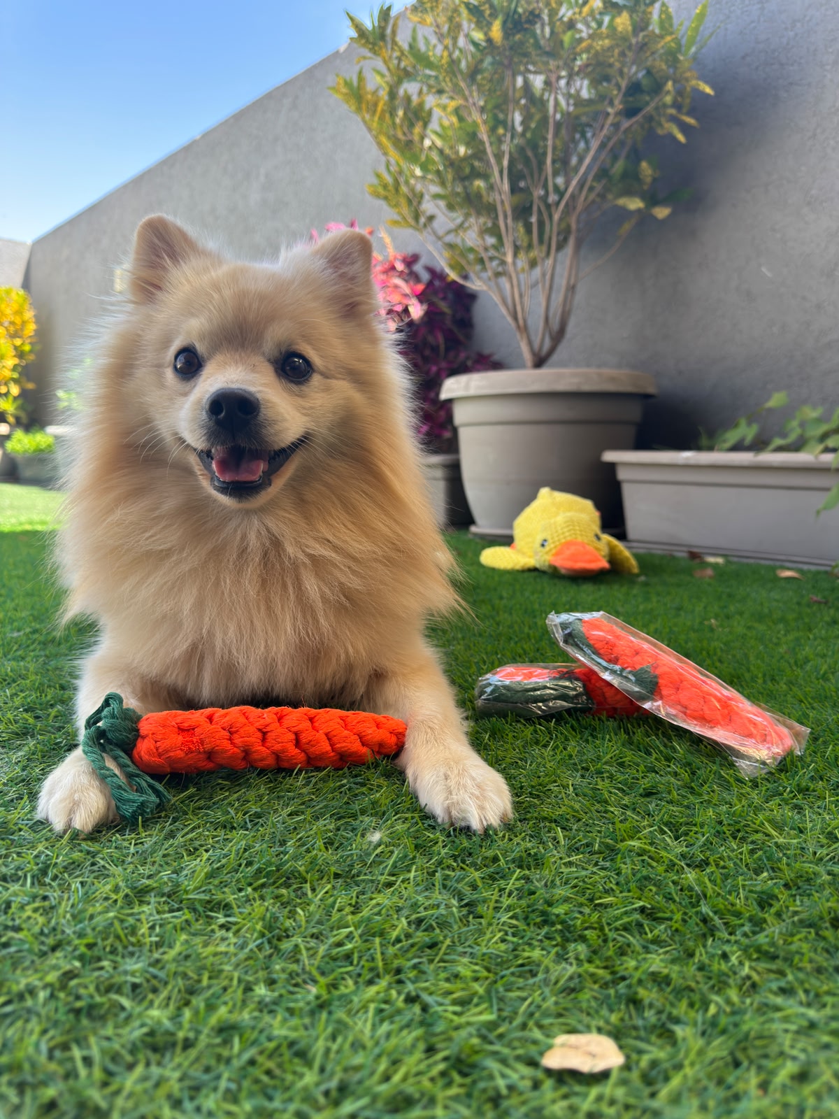 ThePetzStore™ Dental-Chew™ Natural Cotton Carrot🥕✨