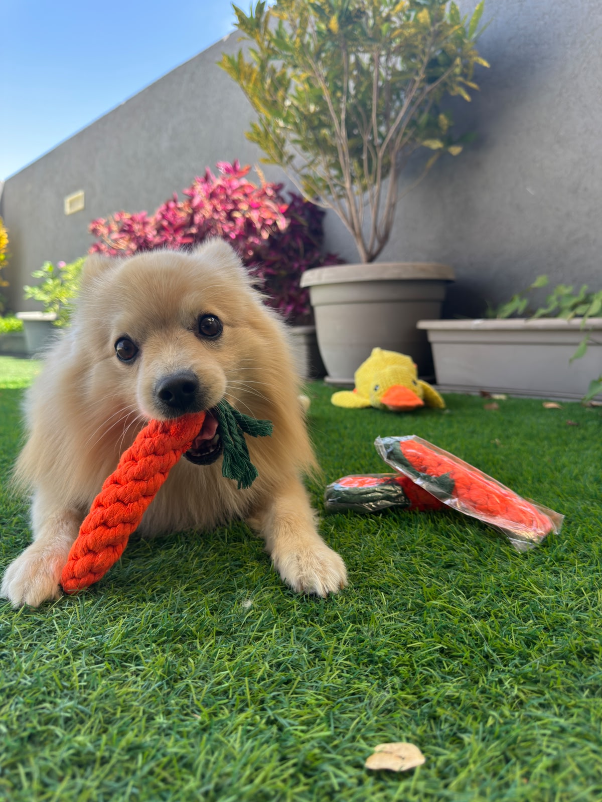 ThePetzStore™ Dental-Chew™ Natural Cotton Carrot🥕✨