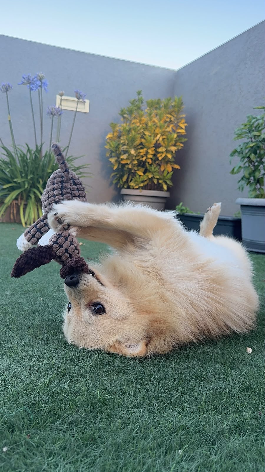 Interactive Cotton Rope Donkey Dog Toy